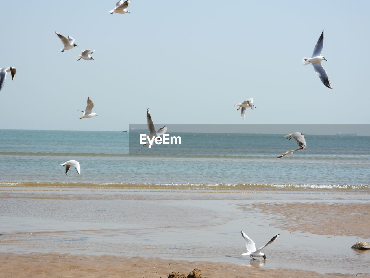 Seagulls flying over beach