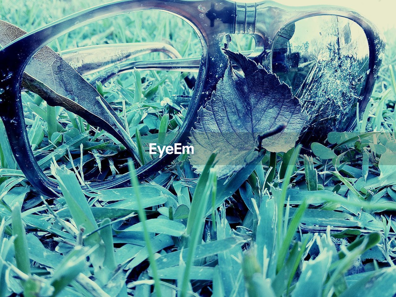 CLOSE-UP OF GRASS ON FIELD