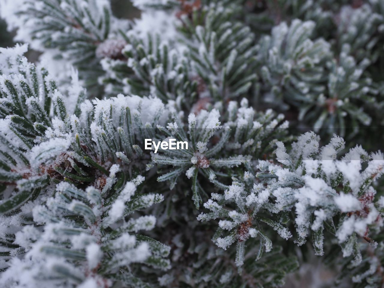Winter frost on conifer tree - mid december  szczecin poland