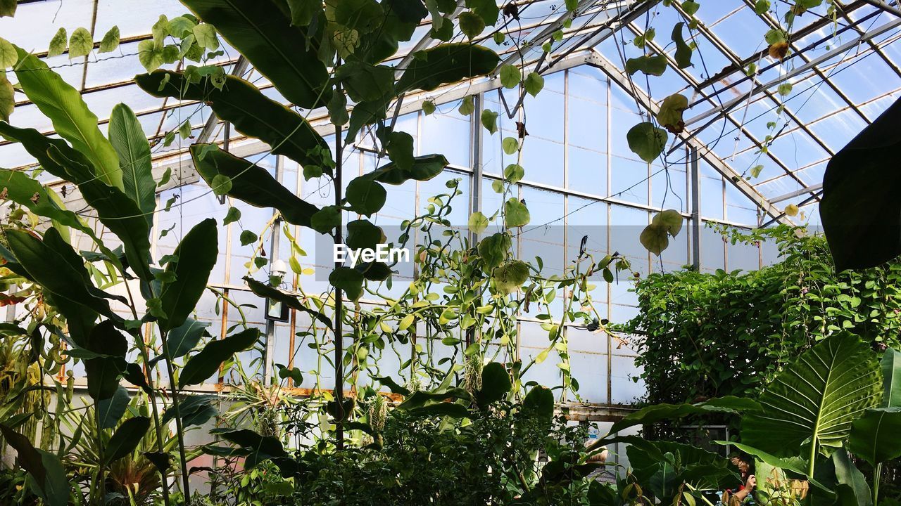 LOW ANGLE VIEW OF PLANTS AGAINST SKY