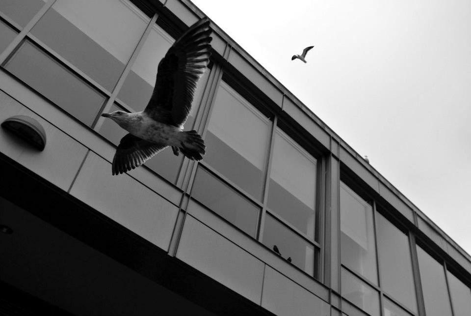 LOW ANGLE VIEW OF BIRDS FLYING OVER BUILDING