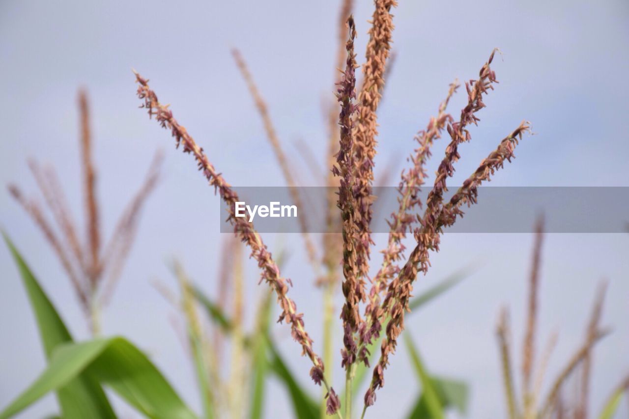 CLOSE-UP OF WHEAT AGAINST CLEAR SKY