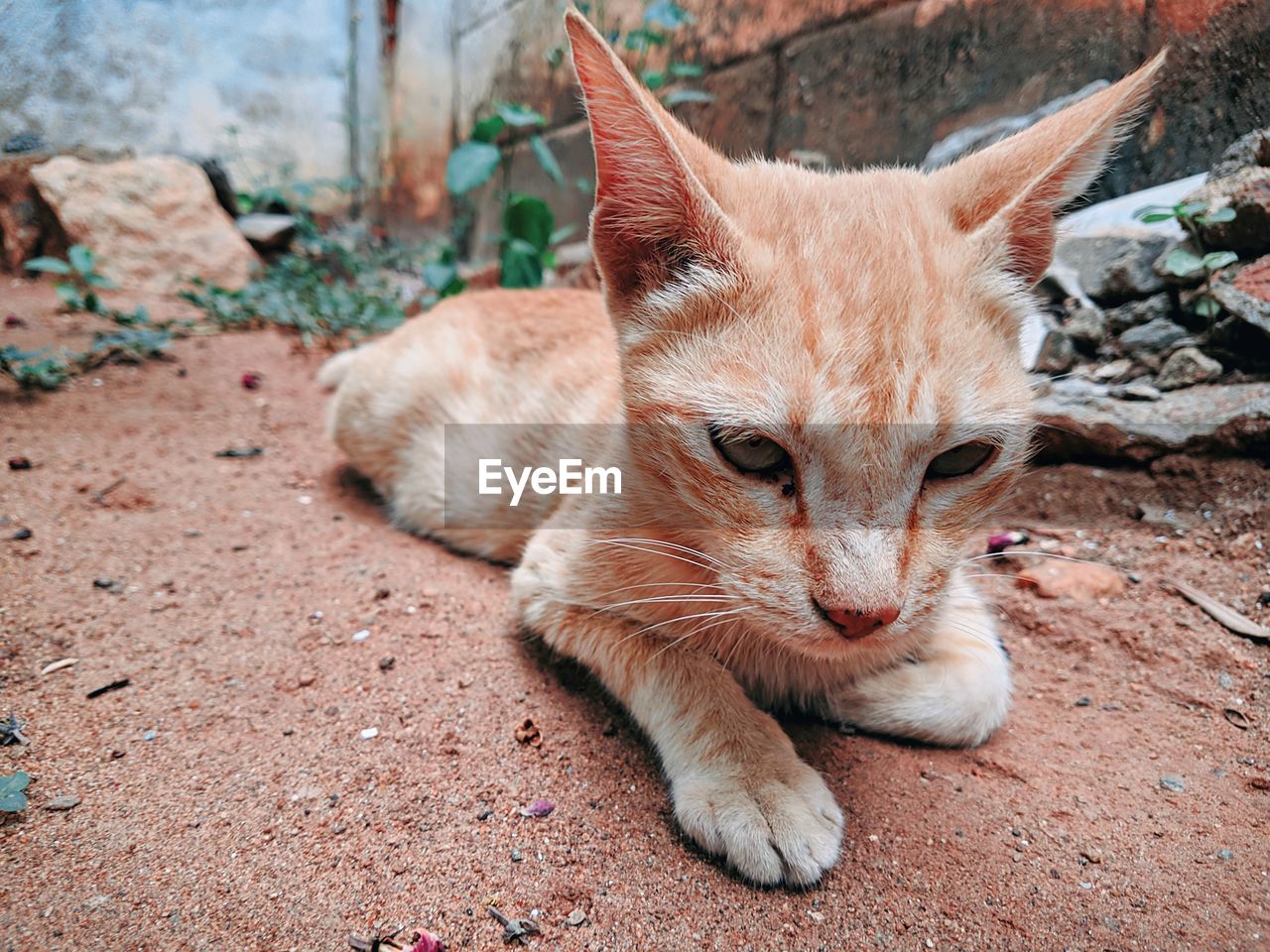 Close-up of a cat looking away