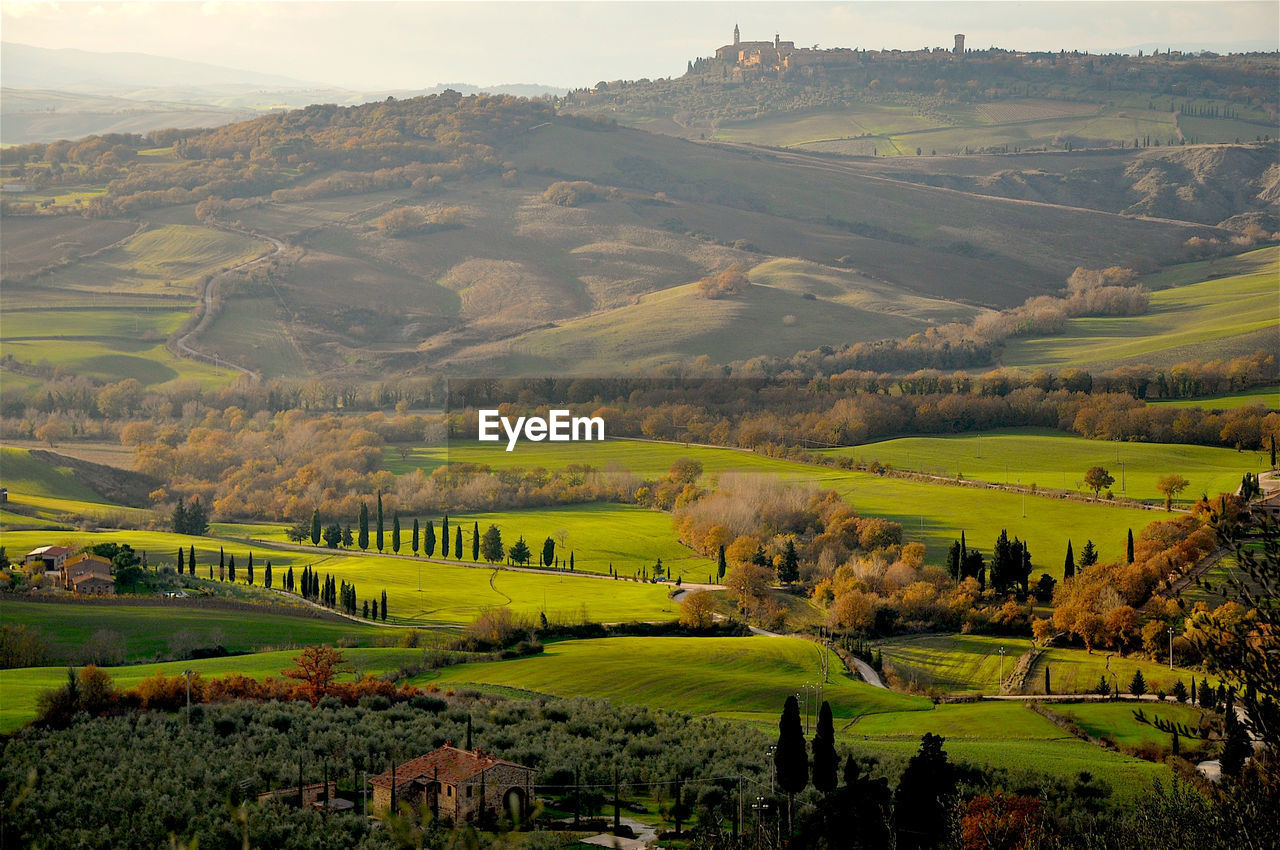 Scenic view of agricultural field