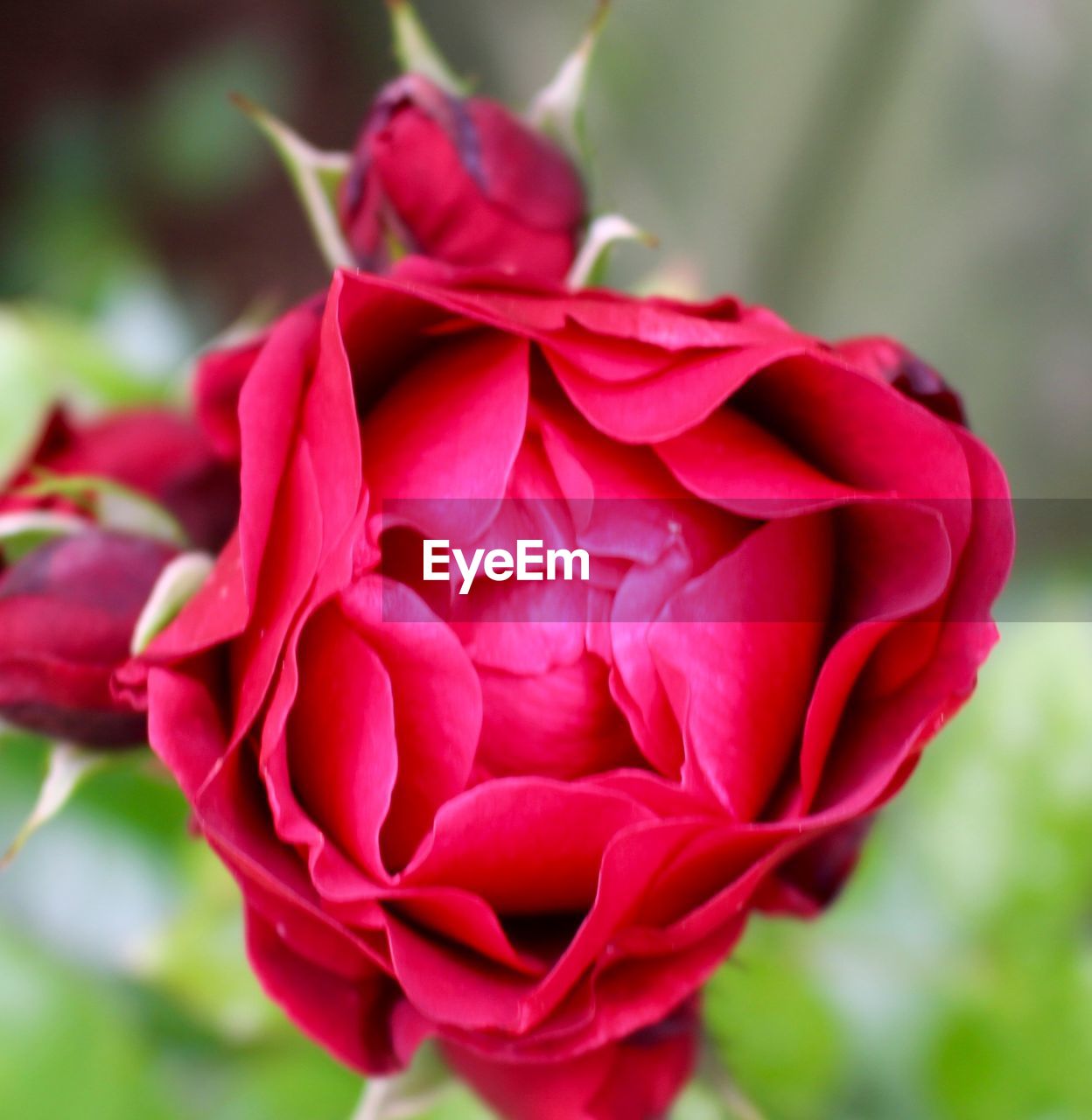 CLOSE-UP OF RED ROSE