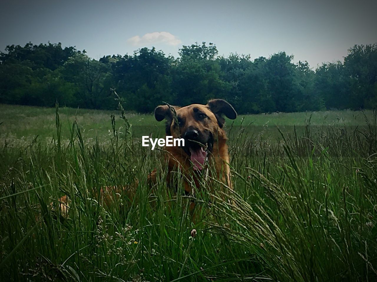 DOG STANDING ON GRASSY FIELD