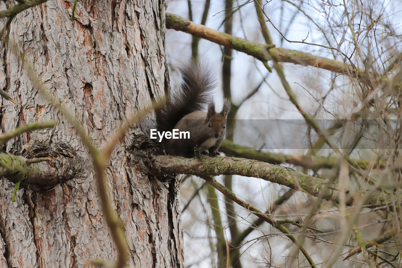 LOW ANGLE VIEW OF SQUIRREL ON TREE BRANCH