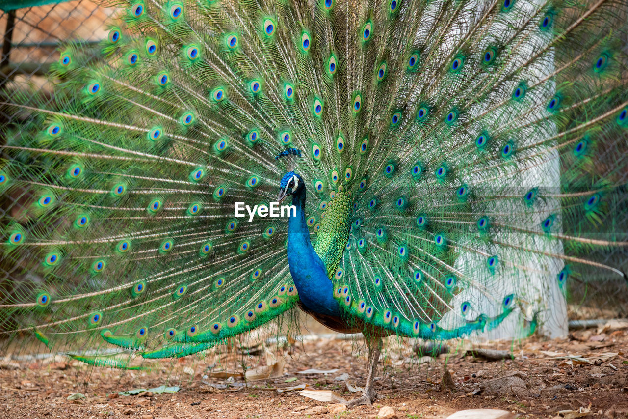 VIEW OF PEACOCK WITH FEATHERS