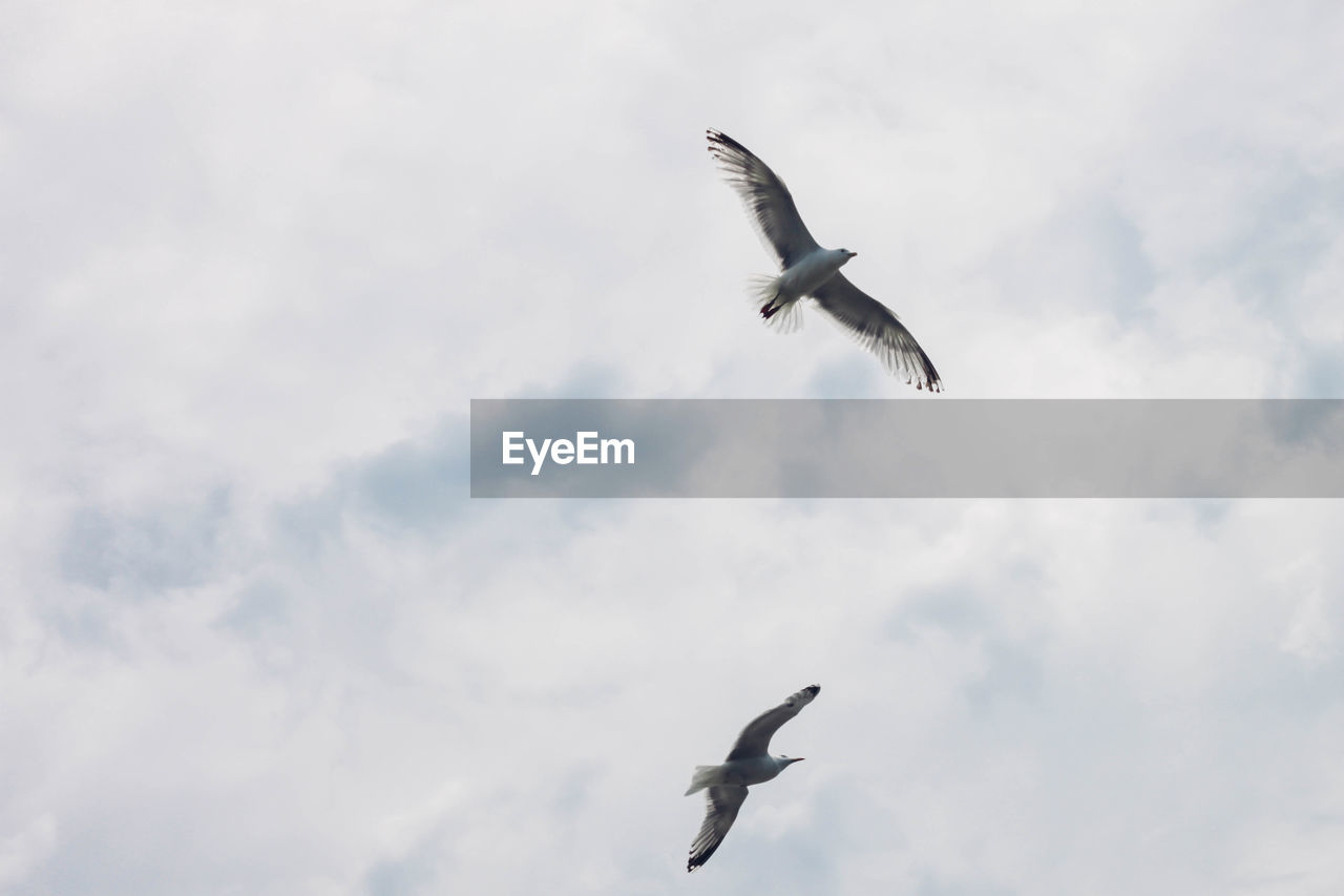 Low angle view of birds flying against sky