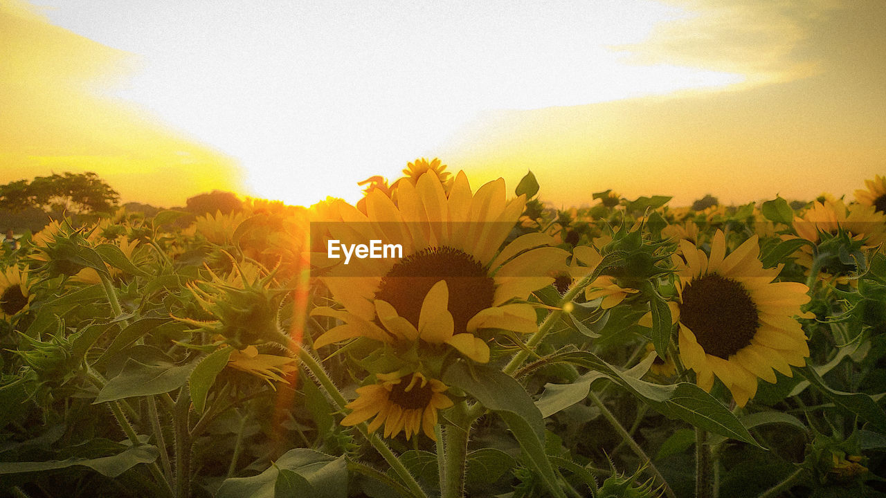 CLOSE-UP OF SUNFLOWER FIELD AGAINST SKY DURING SUNSET