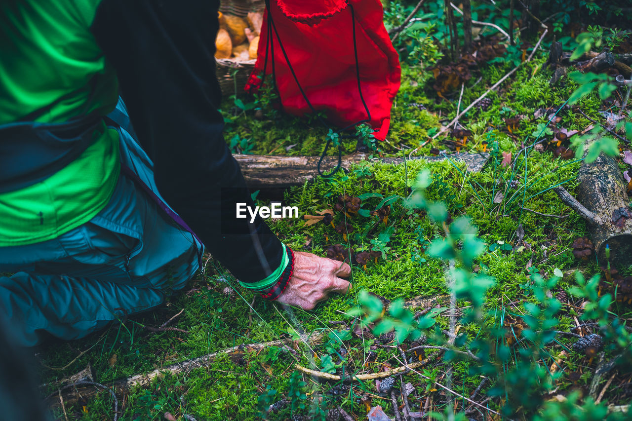 Close-up of hand picking mushroom in forest