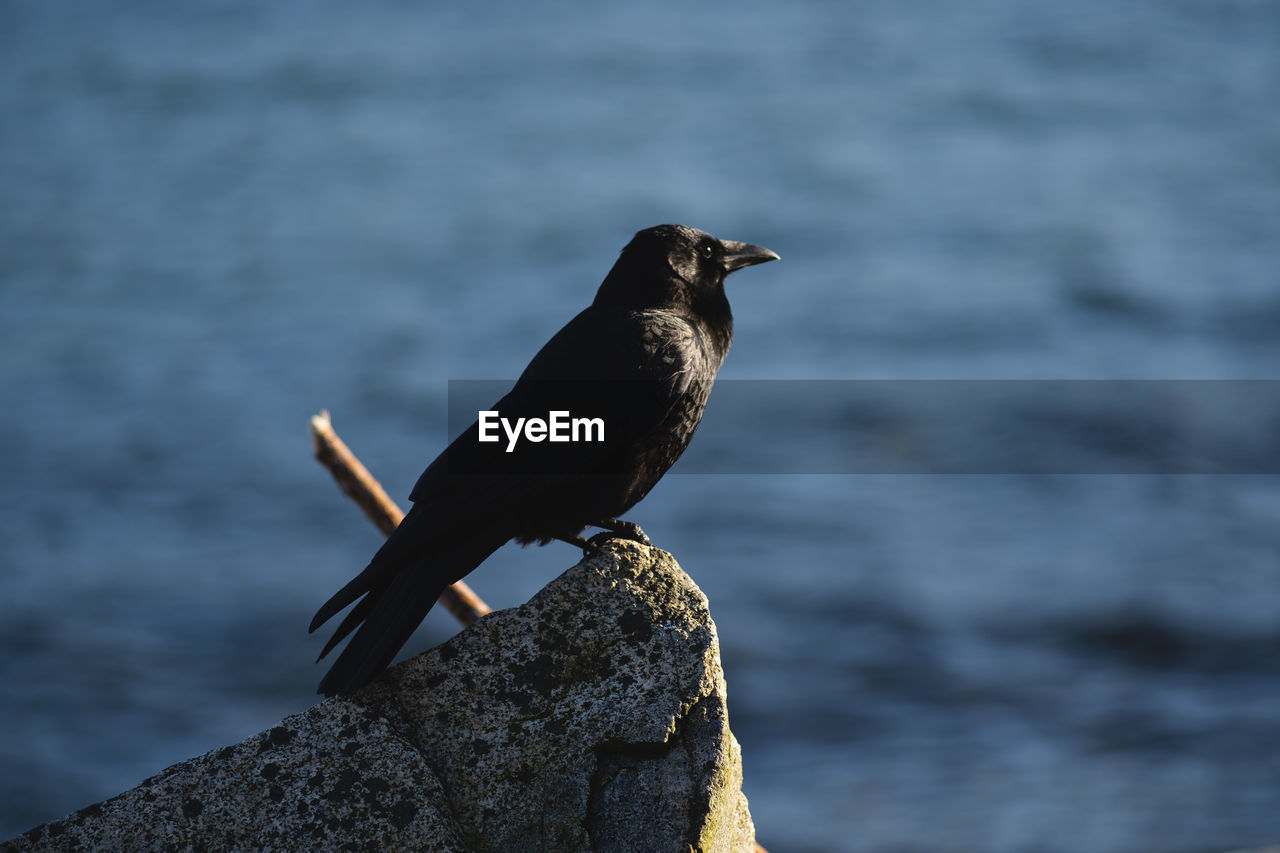 BIRD PERCHING ON ROCK IN SEA