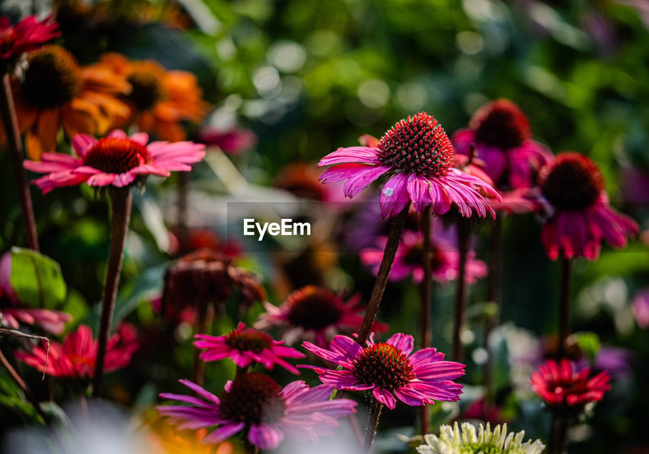 flower, flowering plant, plant, beauty in nature, freshness, nature, pink, close-up, petal, flower head, fragility, growth, inflorescence, no people, magenta, multi colored, macro photography, outdoors, summer, botany, purple, focus on foreground, wildflower, garden, daisy, selective focus, day