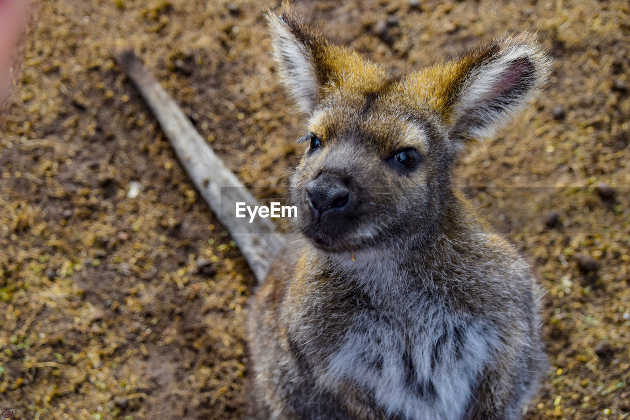 Close-up of kangaroo on land