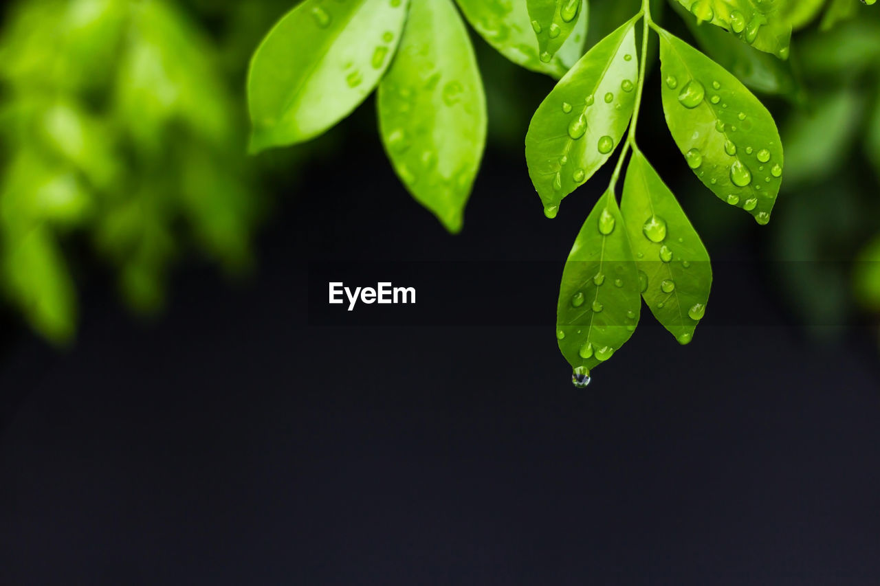 Close-up of raindrops on plant leaves