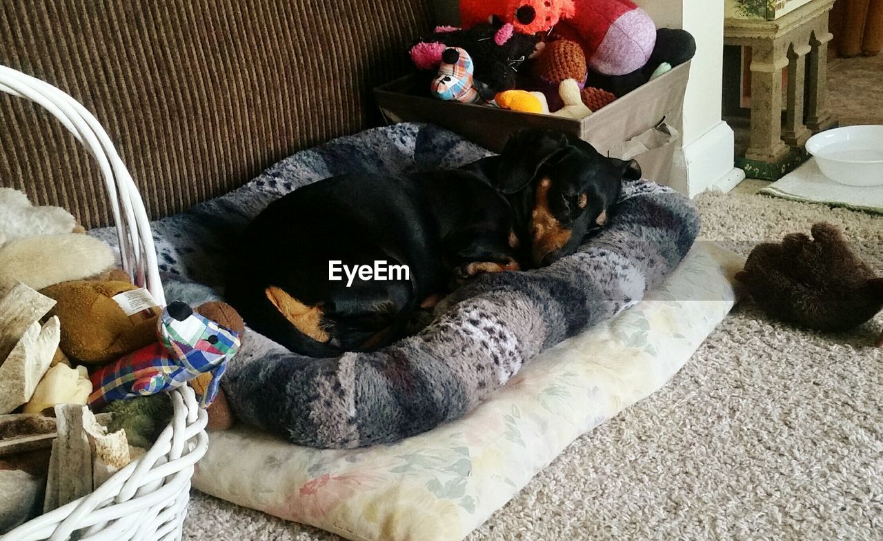 DOG RELAXING ON SOFA AT HOME