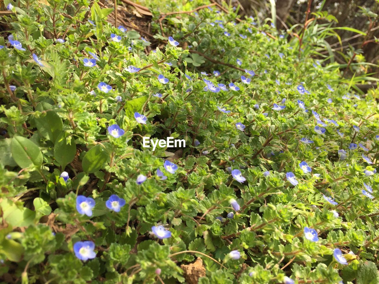 Close-up of purple flowers blooming in field