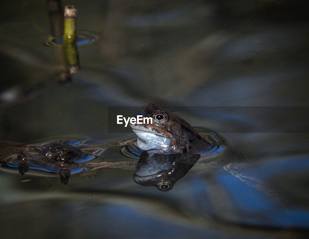 animal themes, animal, animal wildlife, water, wildlife, one animal, macro photography, amphibian, close-up, frog, reptile, nature, swimming, reflection, lake, no people, true frog, animal body part, outdoors, crocodile, underwater, alligator