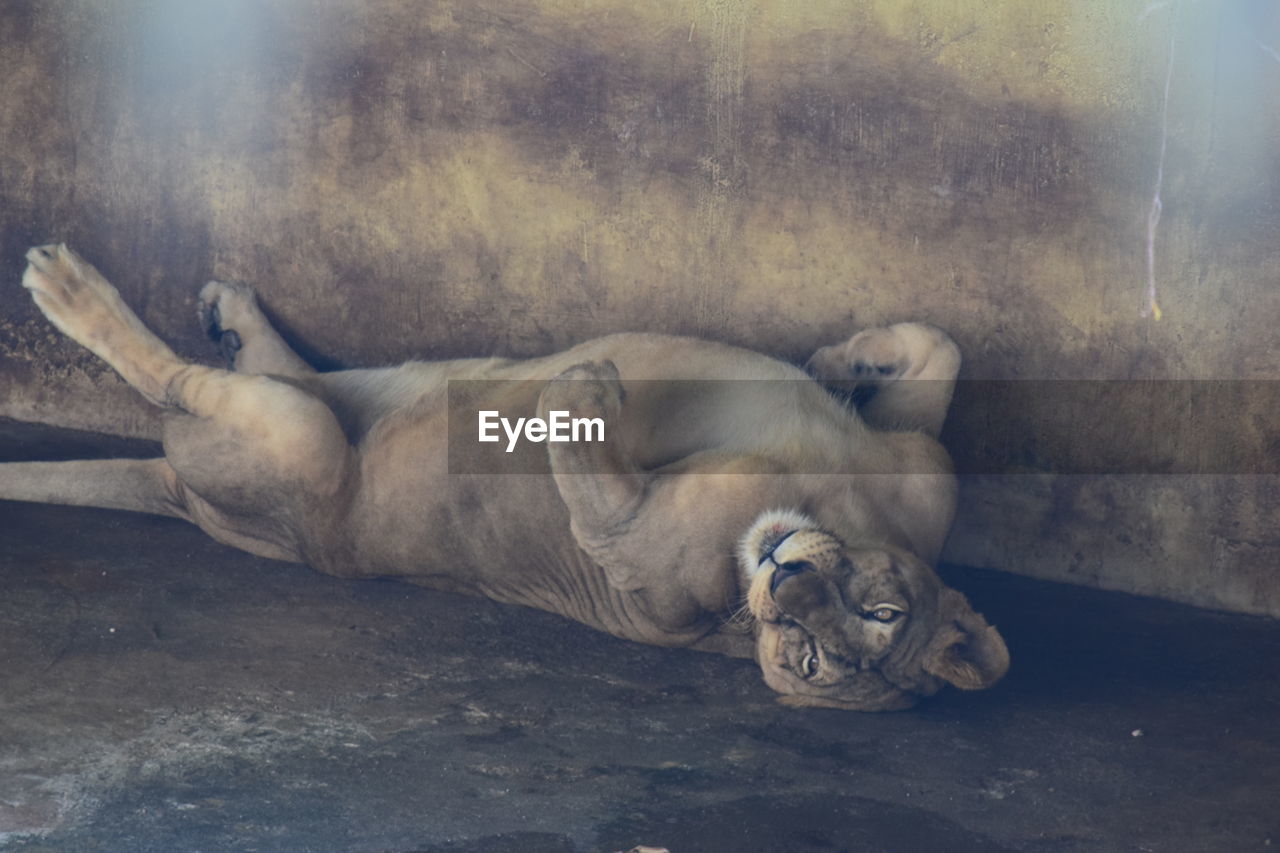 Portrait of lioness relaxing at zoo