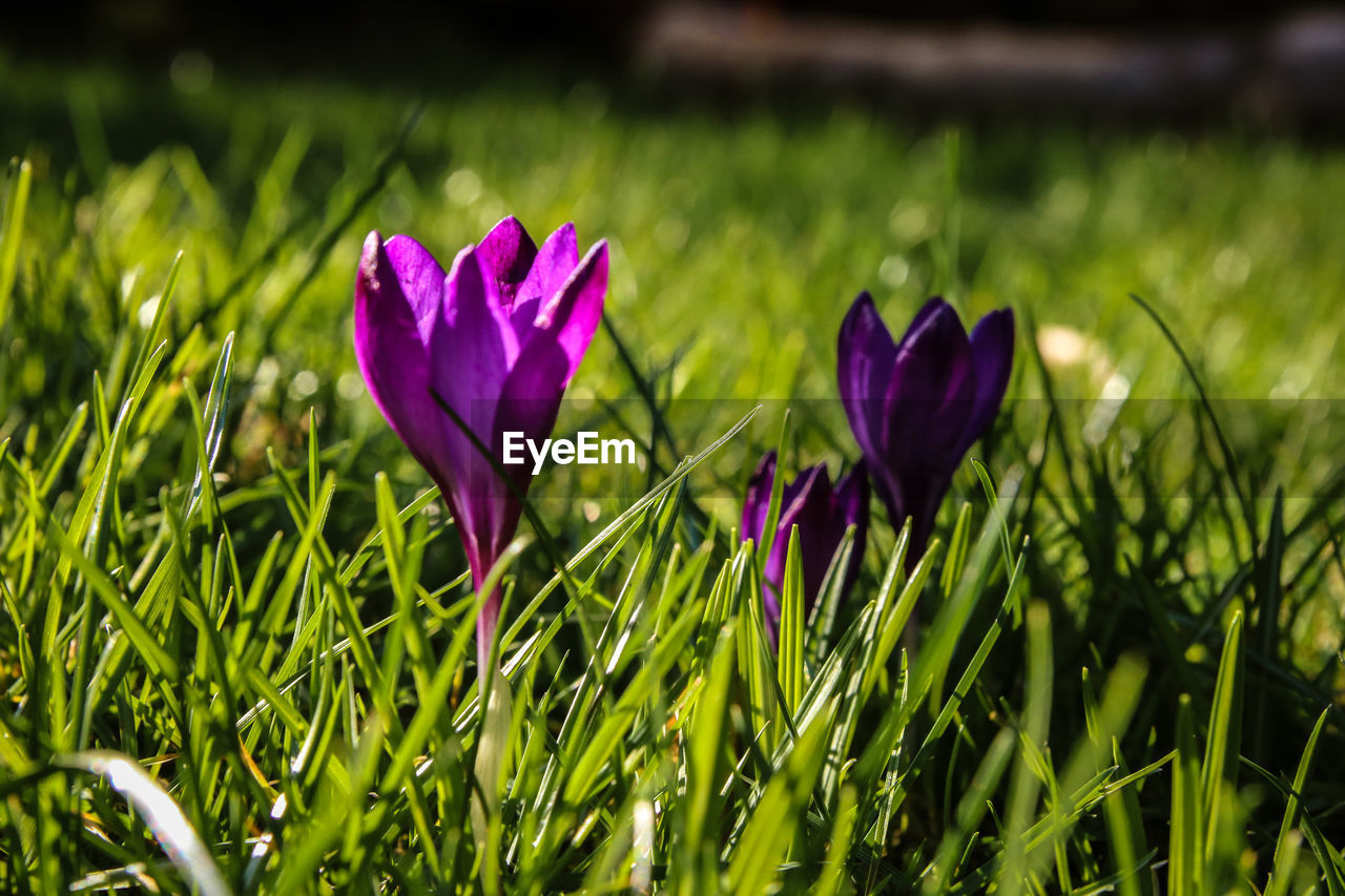 CLOSE-UP OF PURPLE CROCUS FLOWERS IN FIELD