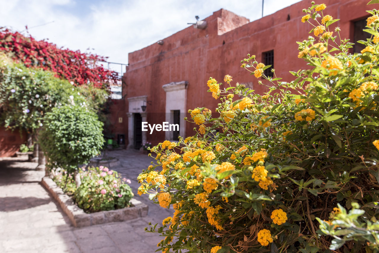 Plants and yellow flowers on footpath by red building in arequipa peru