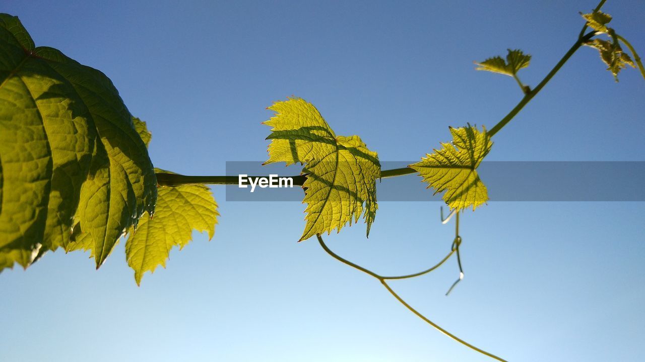 LOW ANGLE VIEW OF YELLOW LEAVES AGAINST SKY