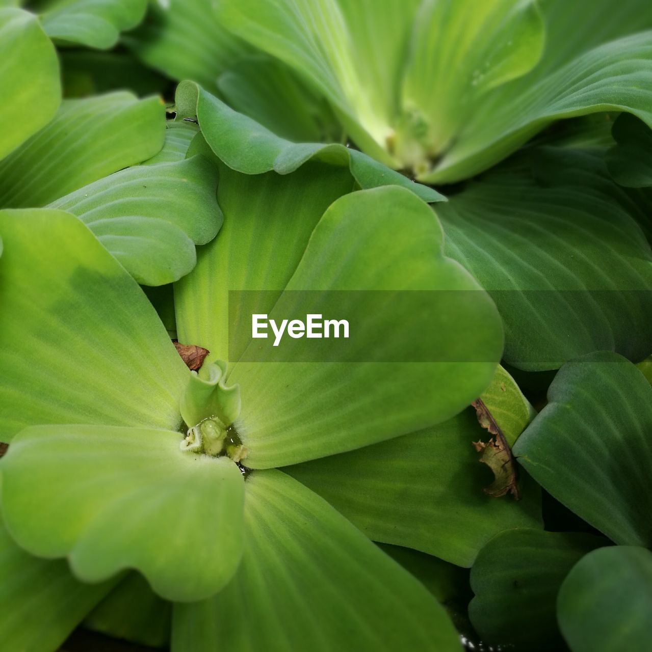 FULL FRAME SHOT OF GREEN FLOWER