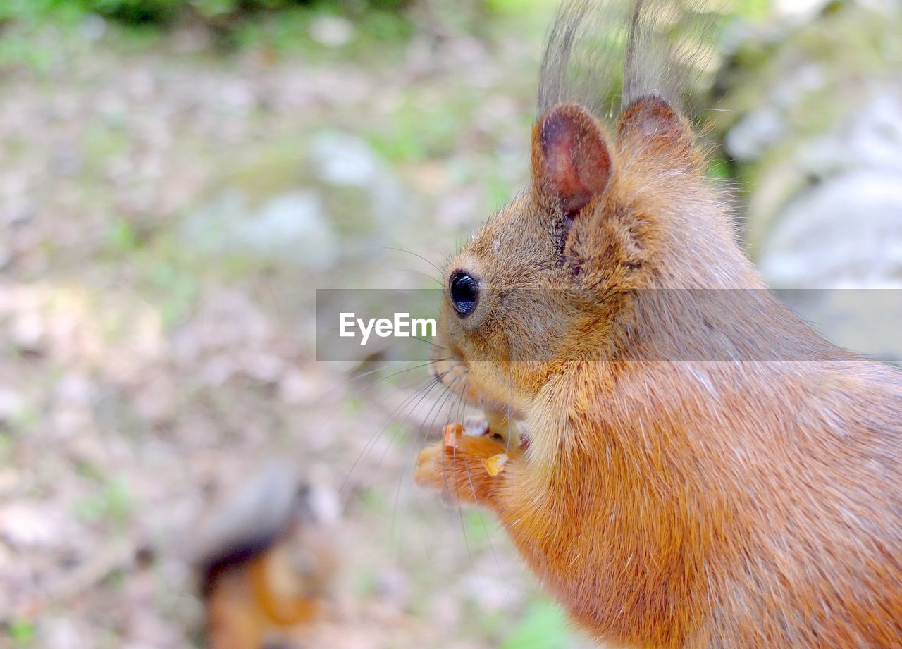 Close-up of rodent