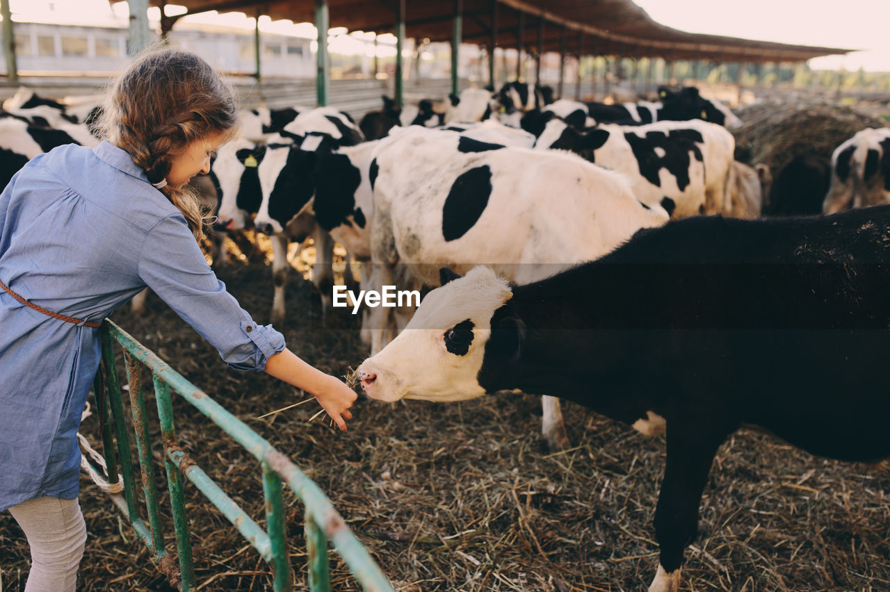 Girl feeding cow at farm