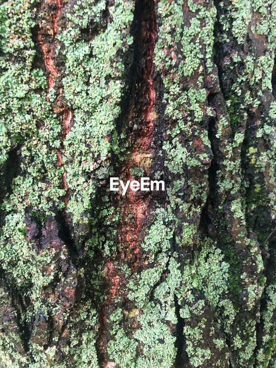 CLOSE-UP OF MOSS GROWING ON TREE TRUNK