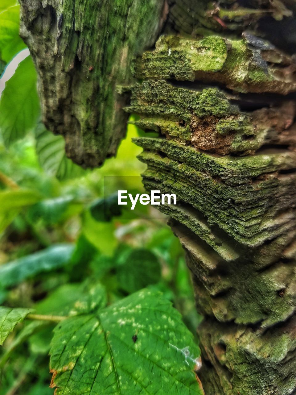 CLOSE-UP OF MOSS ON TREE TRUNK