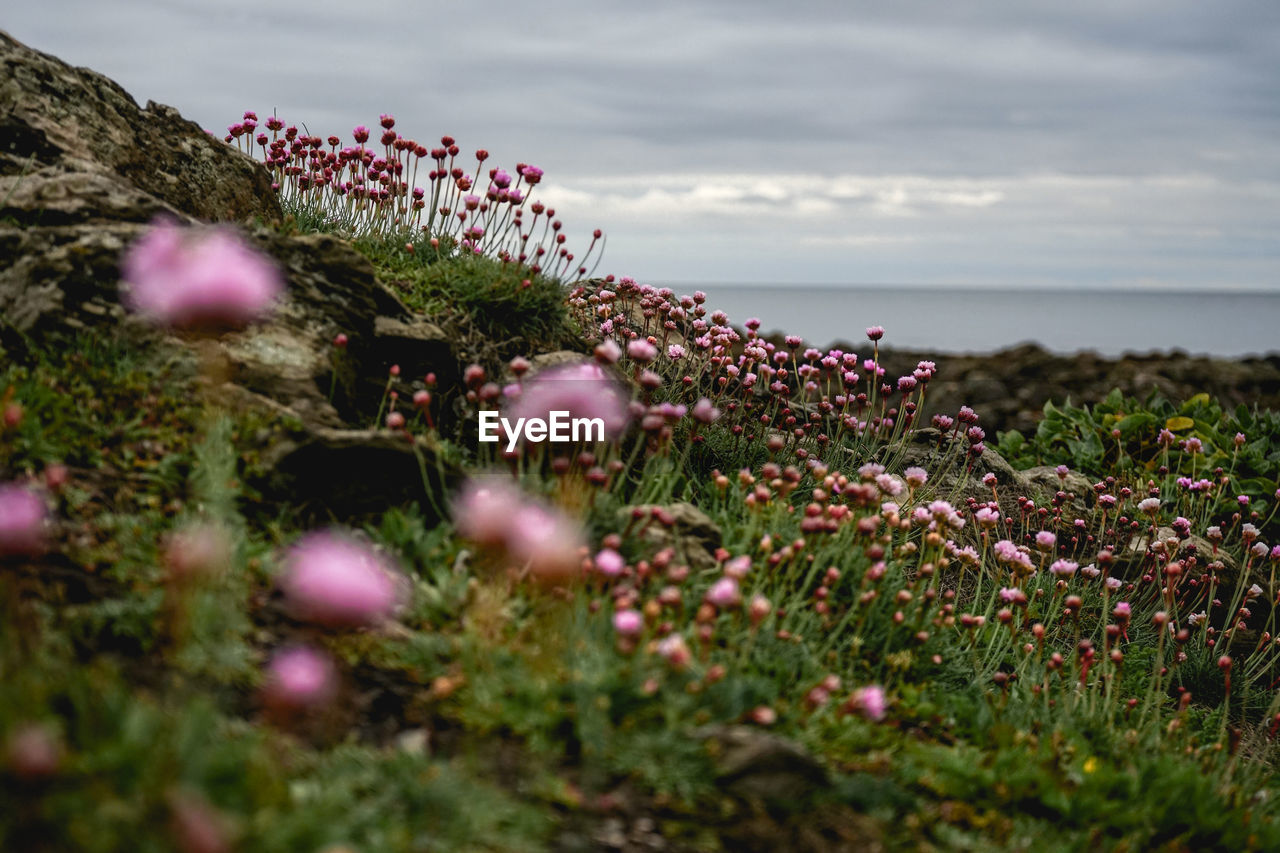 Purple flowering plants by sea against sky