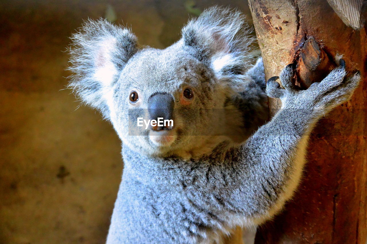 Baby koala portrait 
