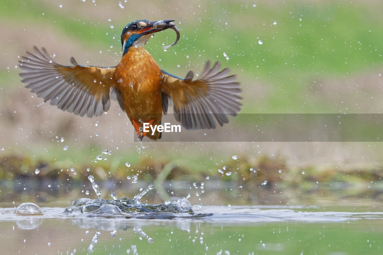 Bird flying over lake