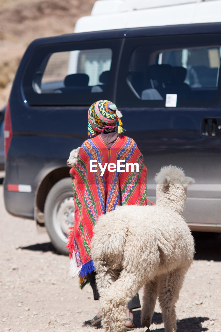 Person and lama walking towards car