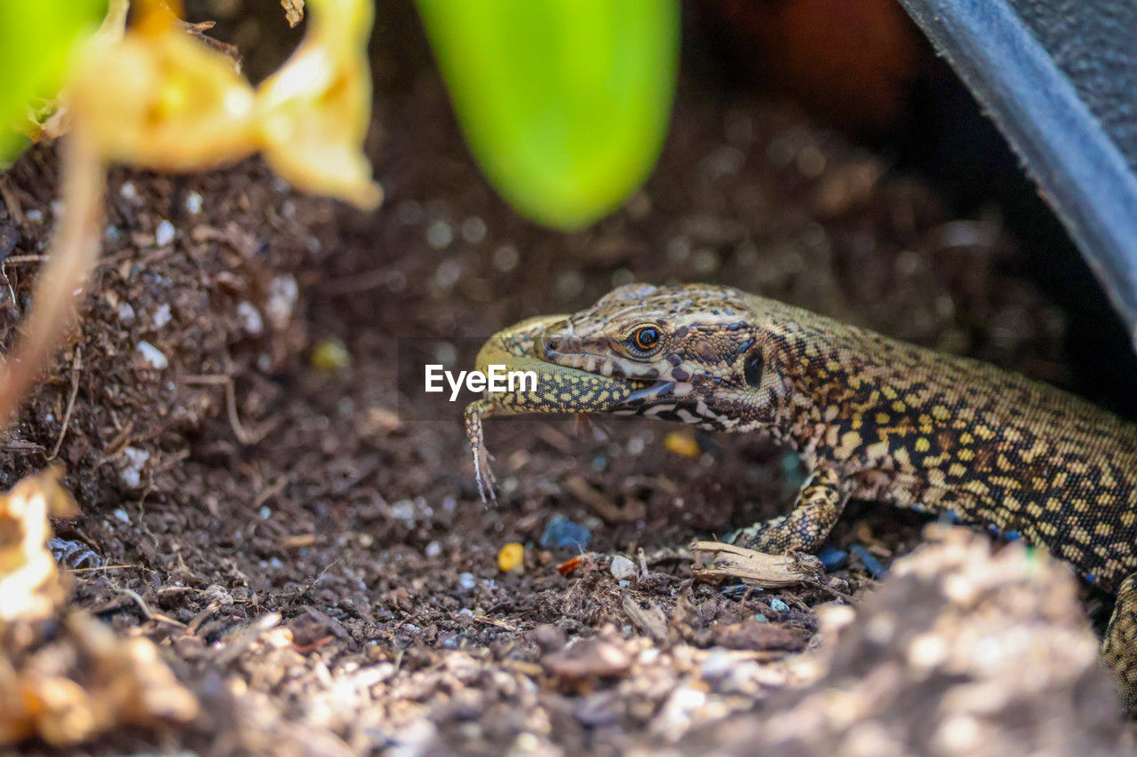 animal themes, animal, animal wildlife, one animal, reptile, wildlife, lizard, nature, wall lizard, no people, close-up, environment, outdoors, animal body part, land, travel destinations, selective focus, macro photography, portrait