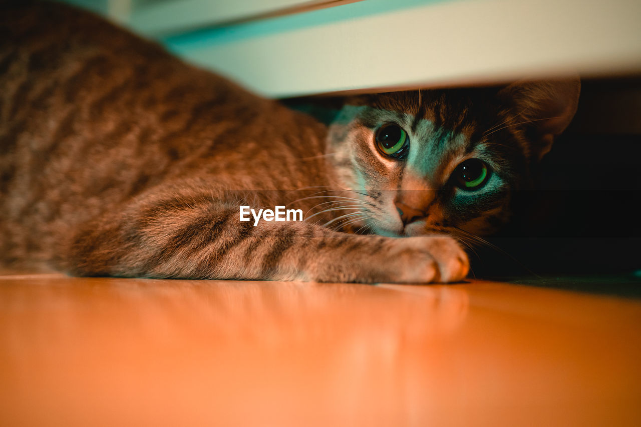 CLOSE-UP PORTRAIT OF A CAT