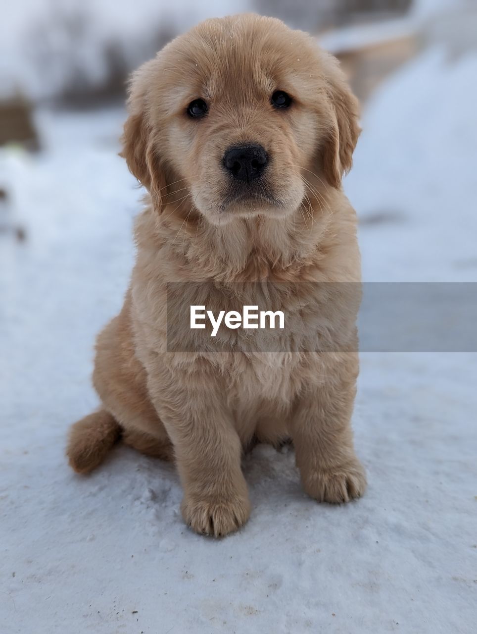 pet, dog, canine, one animal, animal themes, animal, mammal, domestic animals, puppy, golden retriever, retriever, portrait, cute, young animal, snow, cold temperature, winter, sitting, looking at camera, carnivore, no people, full length
