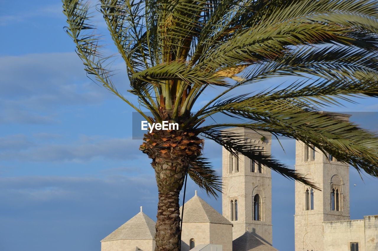 Palm tree against duomo di san corrado