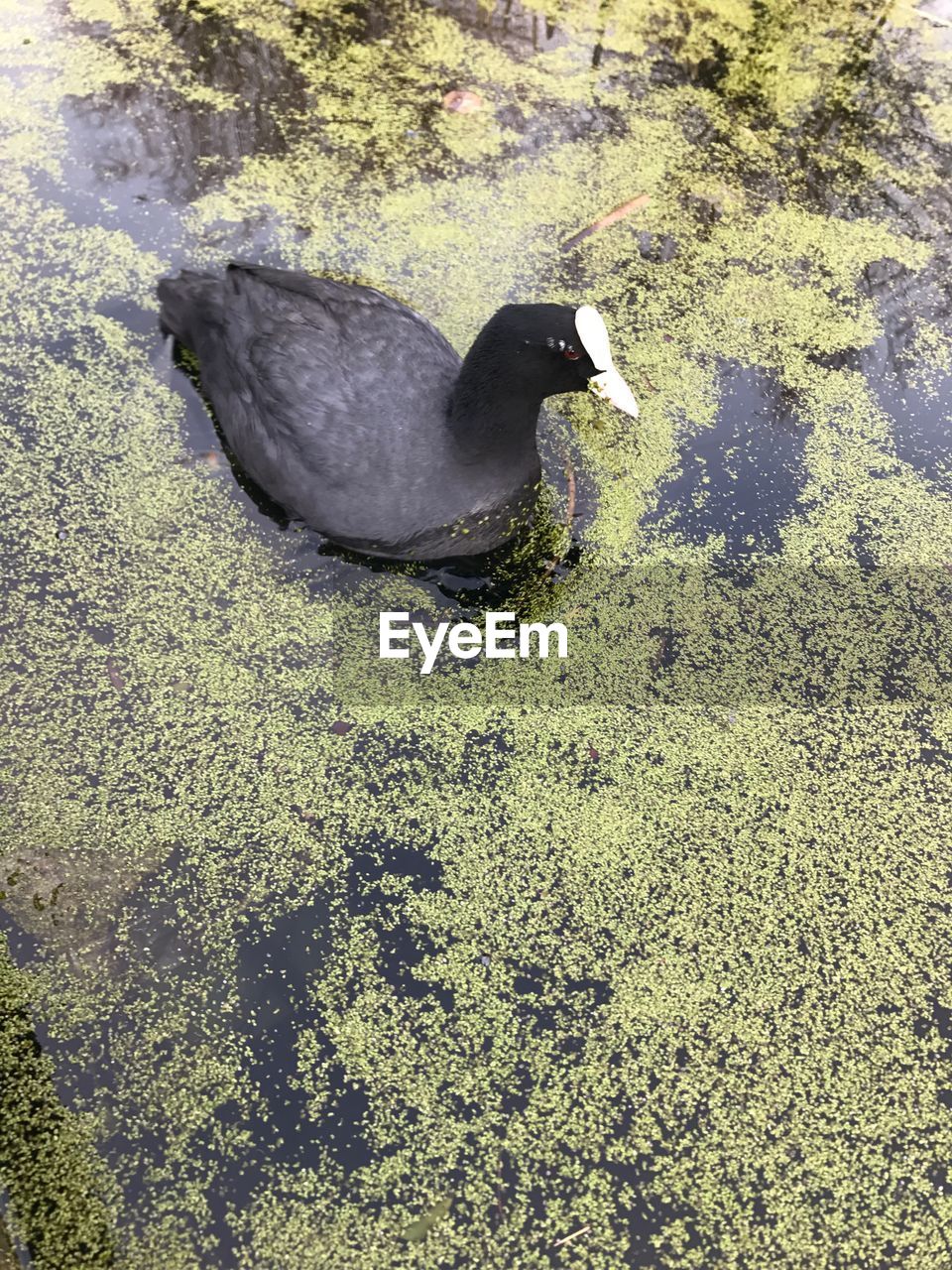 HIGH ANGLE VIEW OF DUCK