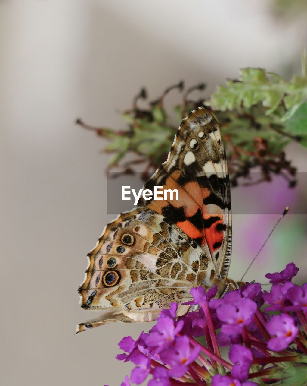 CLOSE-UP OF BUTTERFLY POLLINATING FLOWER