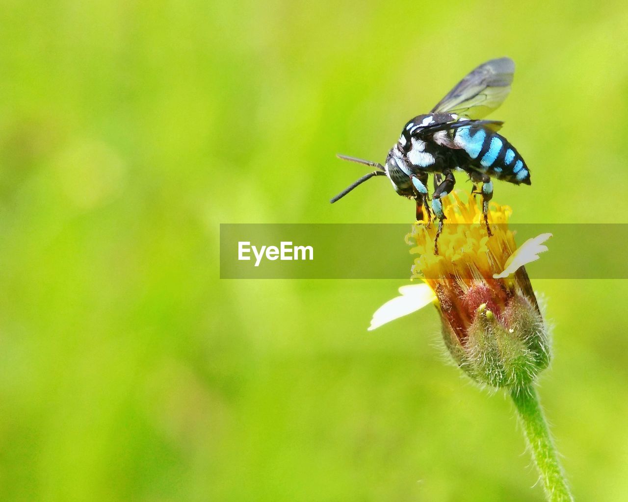 CLOSE-UP OF INSECT POLLINATING ON FLOWER