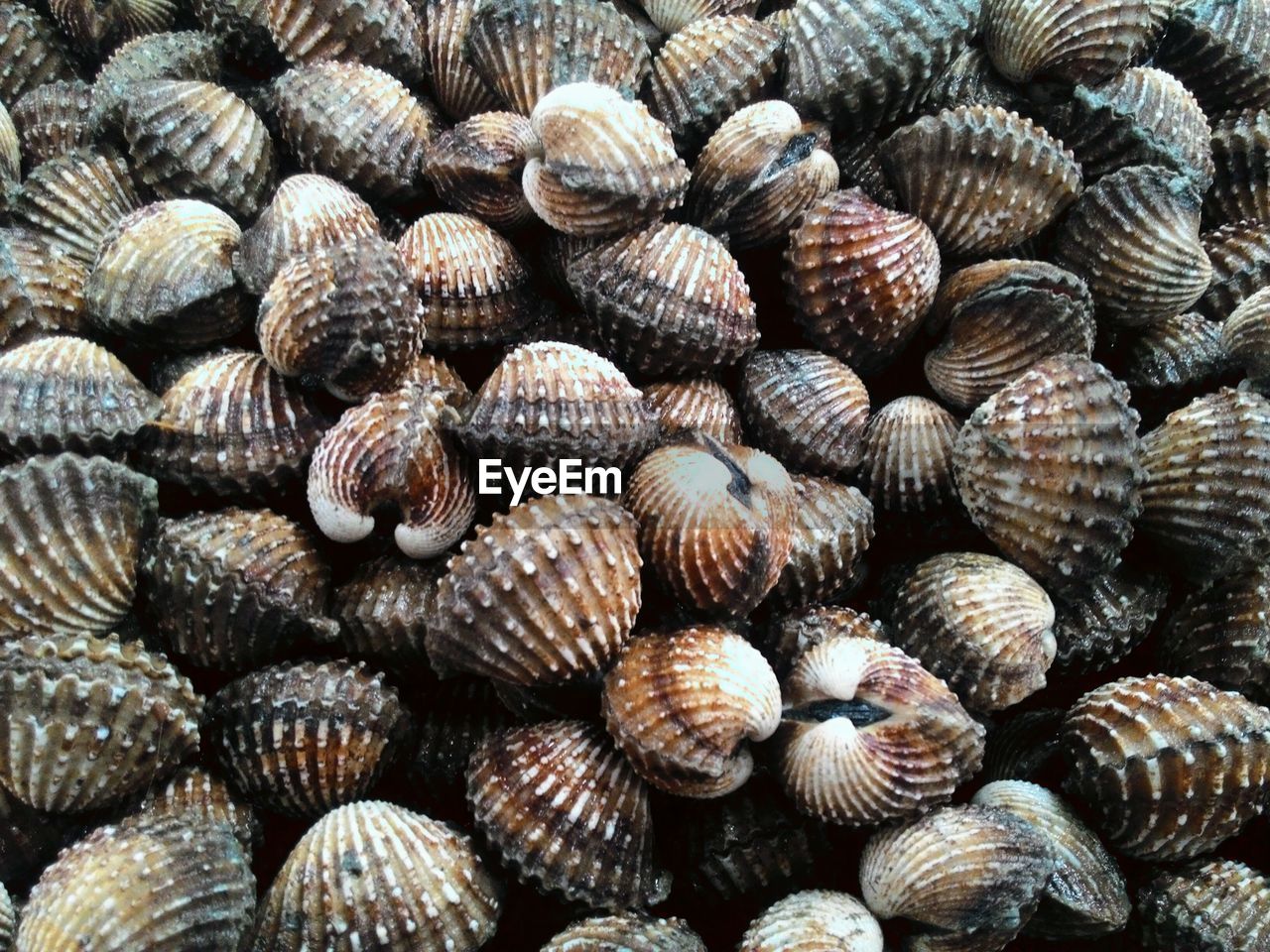 Full frame shot of cockles