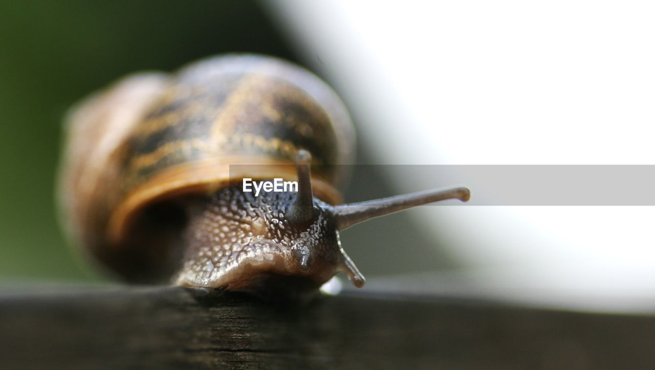 snail, snails and slugs, mollusk, animal themes, gastropod, animal, animal wildlife, one animal, shell, boredom, close-up, animal shell, animal body part, animal antenna, wildlife, macro photography, crawling, slimy, selective focus, macro, no people, nature, extreme close-up, insect, outdoors, day, environment