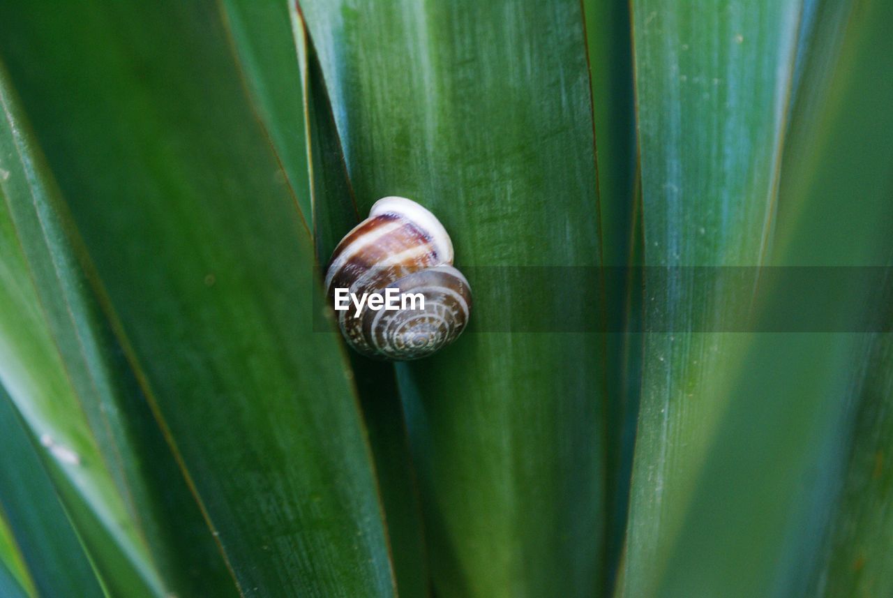 Clsoe-up of snail on plant leaf