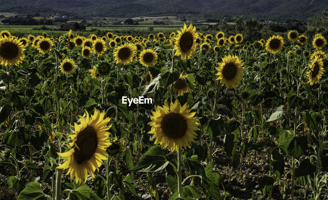 Scenic sunflower field in tuscany, italy, at sunset