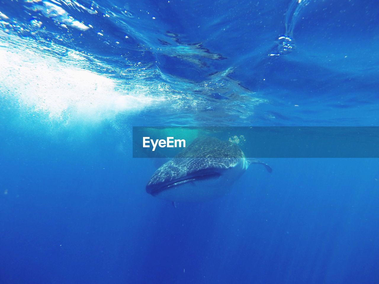 View of whale shark underwater