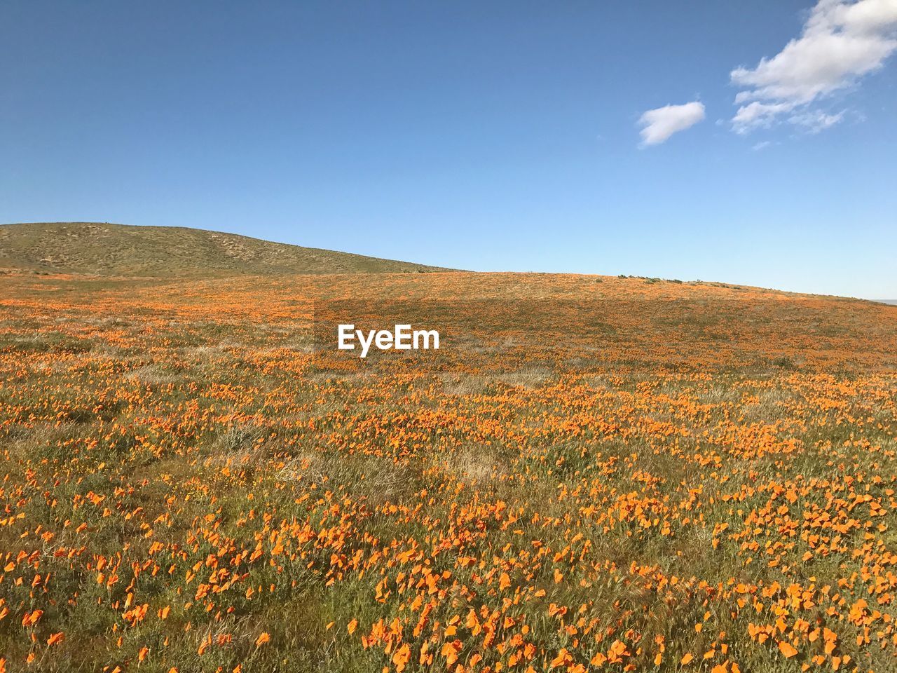 Scenic view of field against clear sky