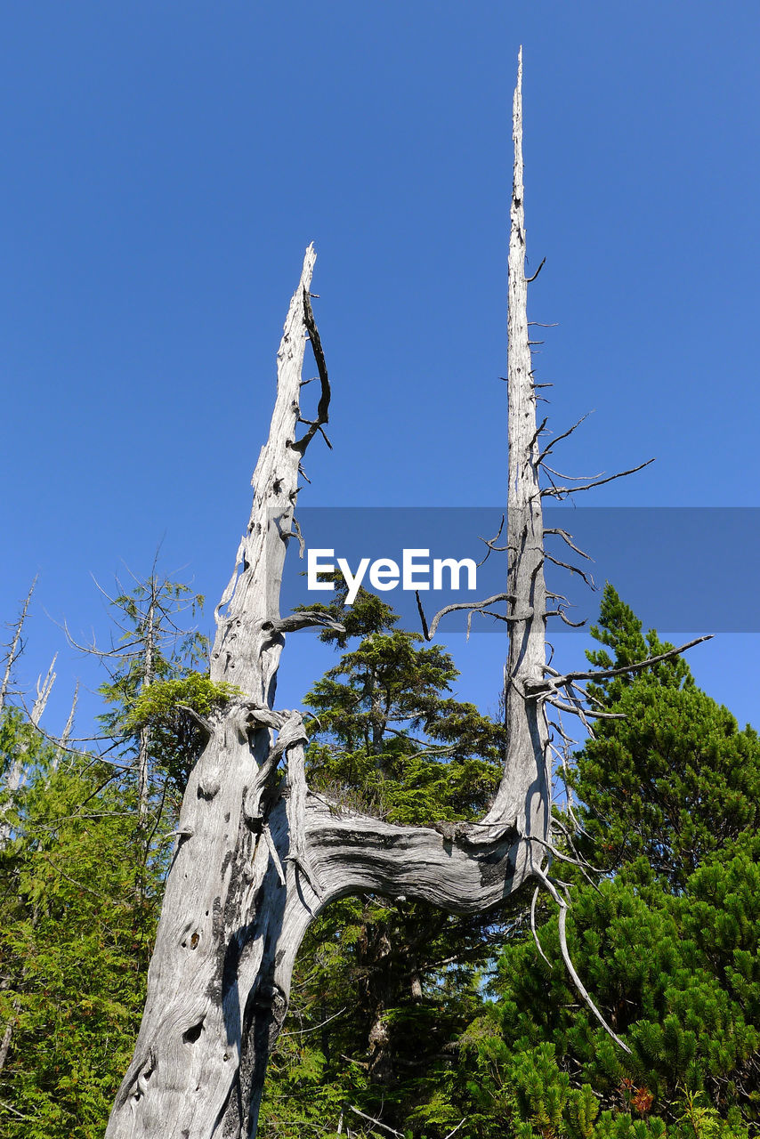 LOW ANGLE VIEW OF TREES AGAINST CLEAR BLUE SKY