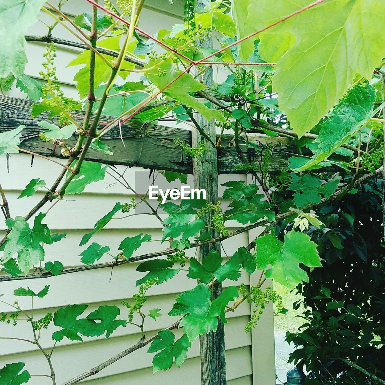 LOW ANGLE VIEW OF IVY GROWING ON TREE